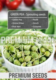 GREEN PEA - Sprouting seeds