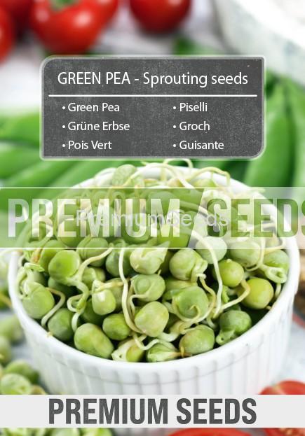 Green Pea-SKW-13-22-140007-G-A Grüne Erbse - Keimsprossen