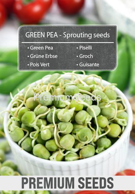 Green Pea-SKW-13-22-140007-G-A Girasole - Semi per germogli