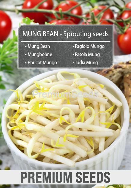 Mung Bean-SKW-10-22-140004-G-A Fagiolo Mungo - Semi per germogli