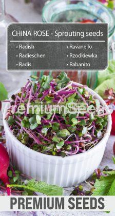 Rzodkiewka China Rose - nasiona na kiełki