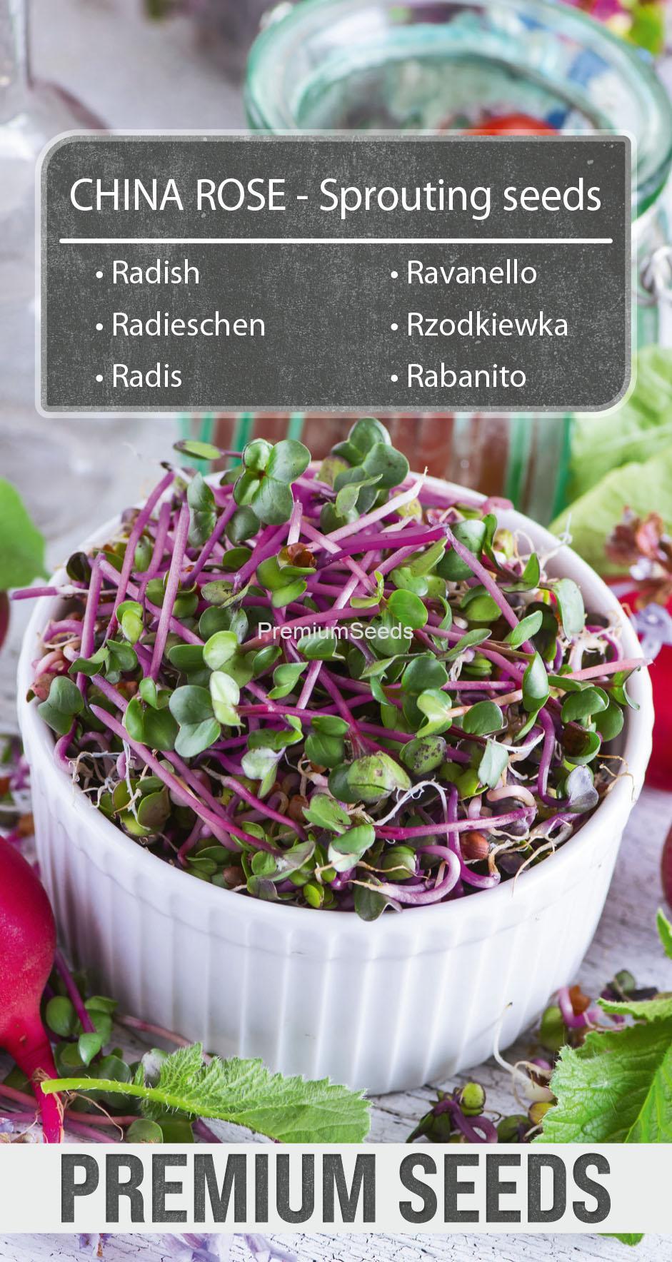 Radish China Rose-SKW-7-22-140001_front Rabanito China Rose - Semillas para brotes