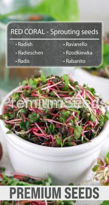 Radish RED CORAL - Sprouting seeds