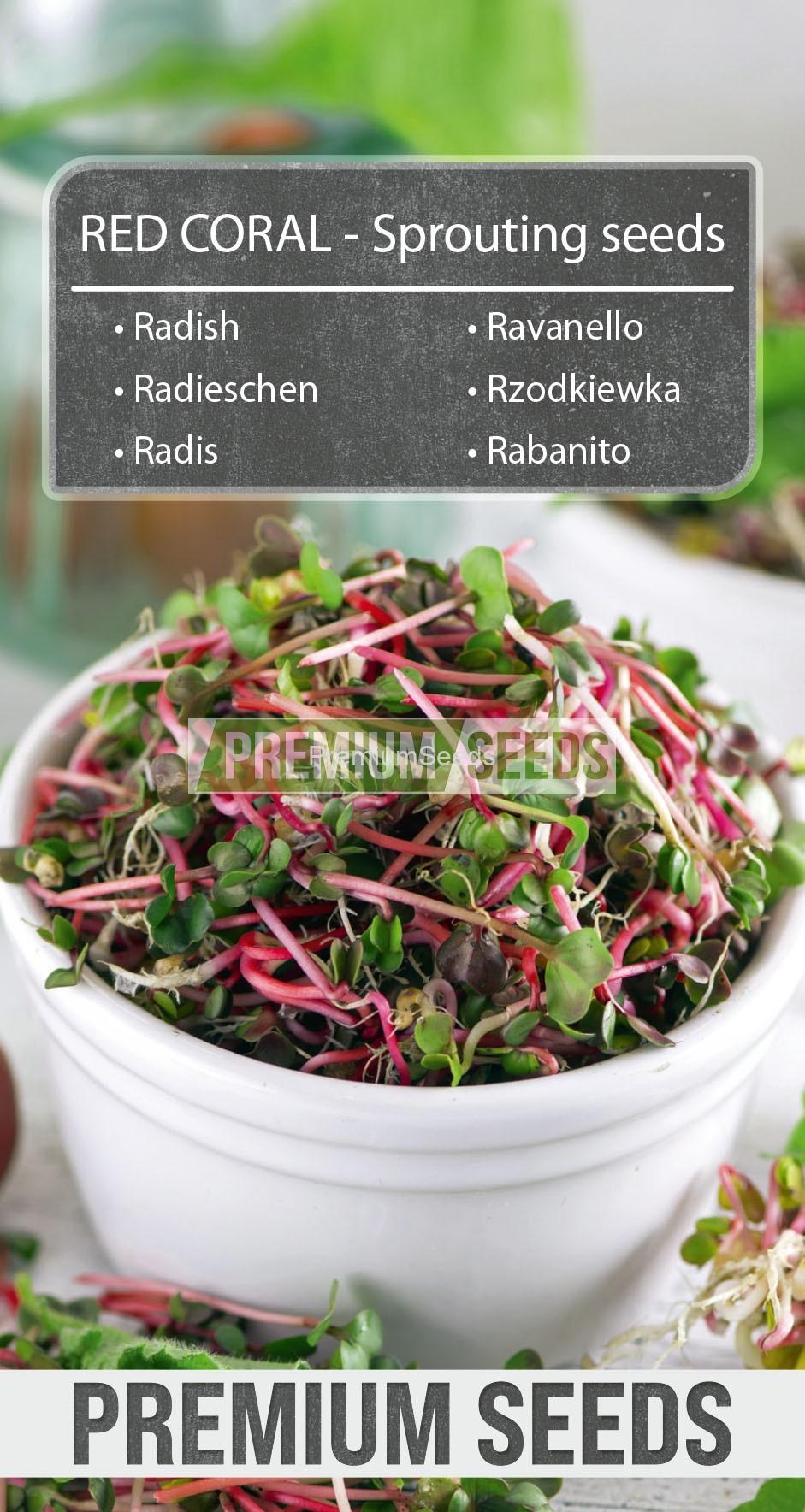 Radish Red Coral-SKW-8-22-140002_front Rabanito Red Coral - Semillas para brotes