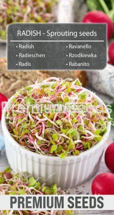 Rzodkiewka - nasiona na kiełki
