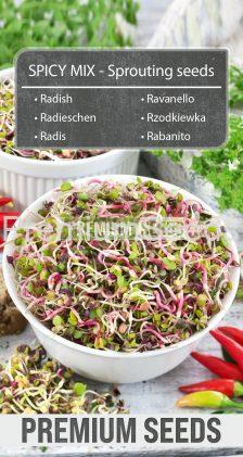 RADISH - SPICY MIX - Sprouting seeds