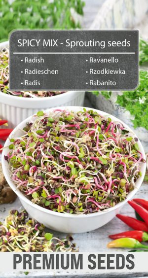 RADISH - SPICY MIX - Sprouting seeds