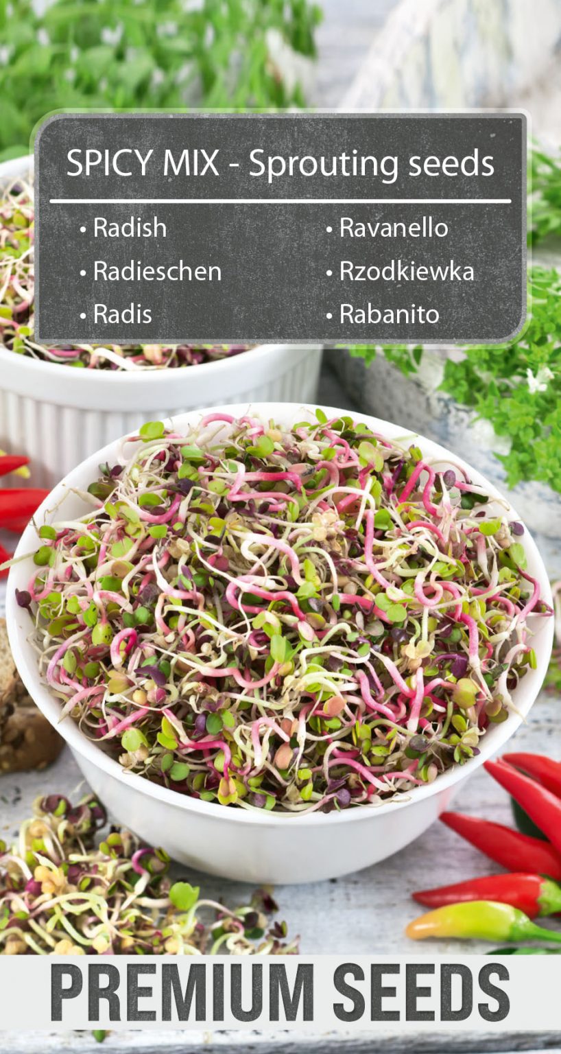 RADISH SPICY MIX Sprouting seeds PremiumSeeds producer of seeds