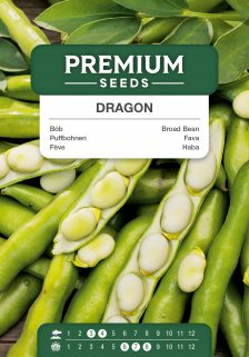 Broad Bean Dragon – seeds