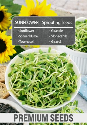 SUNFLOWER - Sprouting seeds