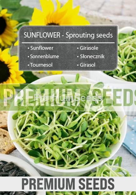 Sunflower-SKW-12-22-140006-G-A Sonnenblume - Keimsprossen