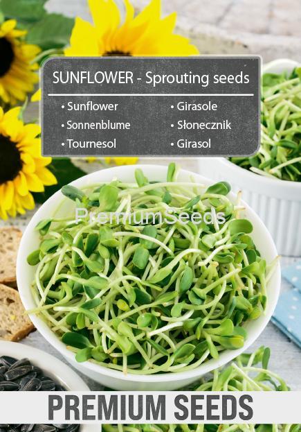 Sunflower-SKW-12-22-140006-G-A Girasol - Semillas para brotes