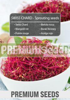 SWISS CHARD - Sprouting seeds