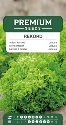 Lettuce Rekord – seeds