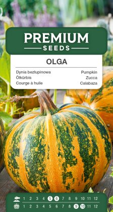 Pumpkin Olga – seeds