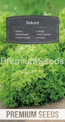 Lettuce Rekord - seeds