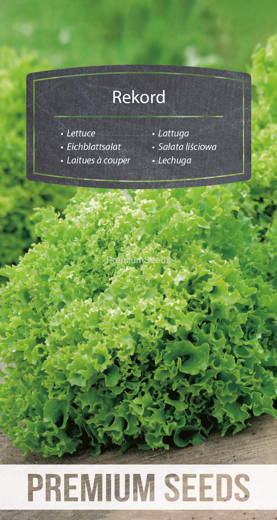WORLD 14104320PA.indd Lettuce Rekord - seeds