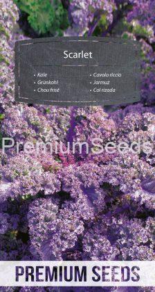 Col rizada Scarlet - semillas