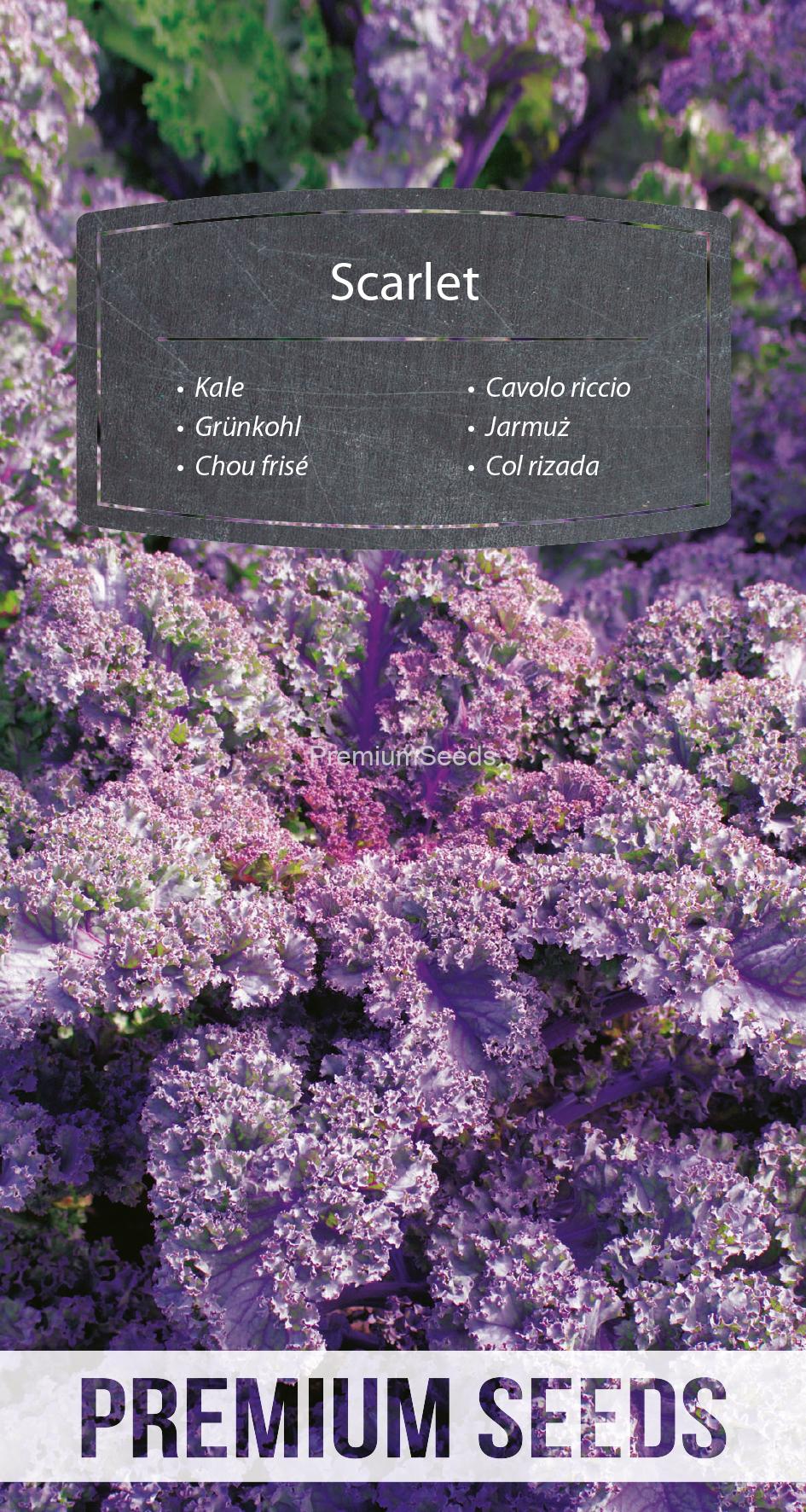 WORLD 14105800PA spez.indd Kale Scarlet - seeds