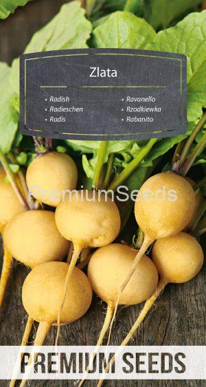 Radish Zlata - seeds