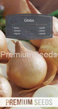 Onion Globo - seeds
