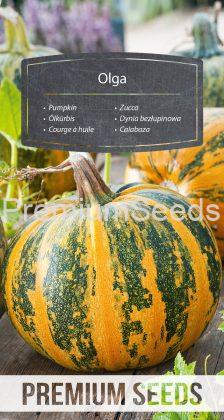 Pumpkin Olga - seeds