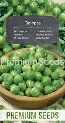 Brussels sprout Casiopea - seeds