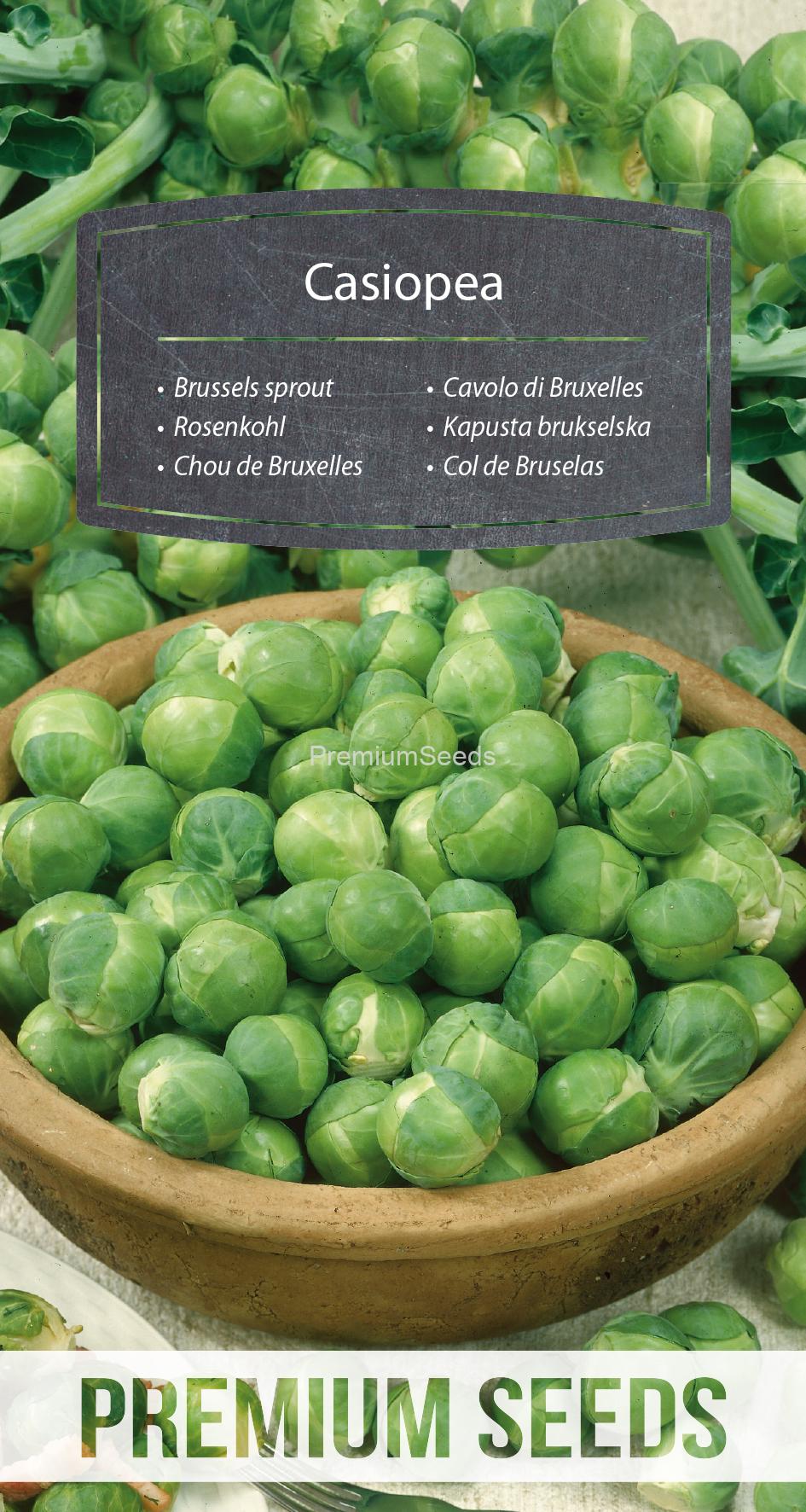 WORLD N 170 2453.indd Brussels sprout Casiopea - seeds