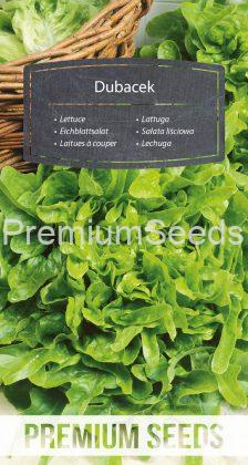 Lettuce Dubacek - seeds