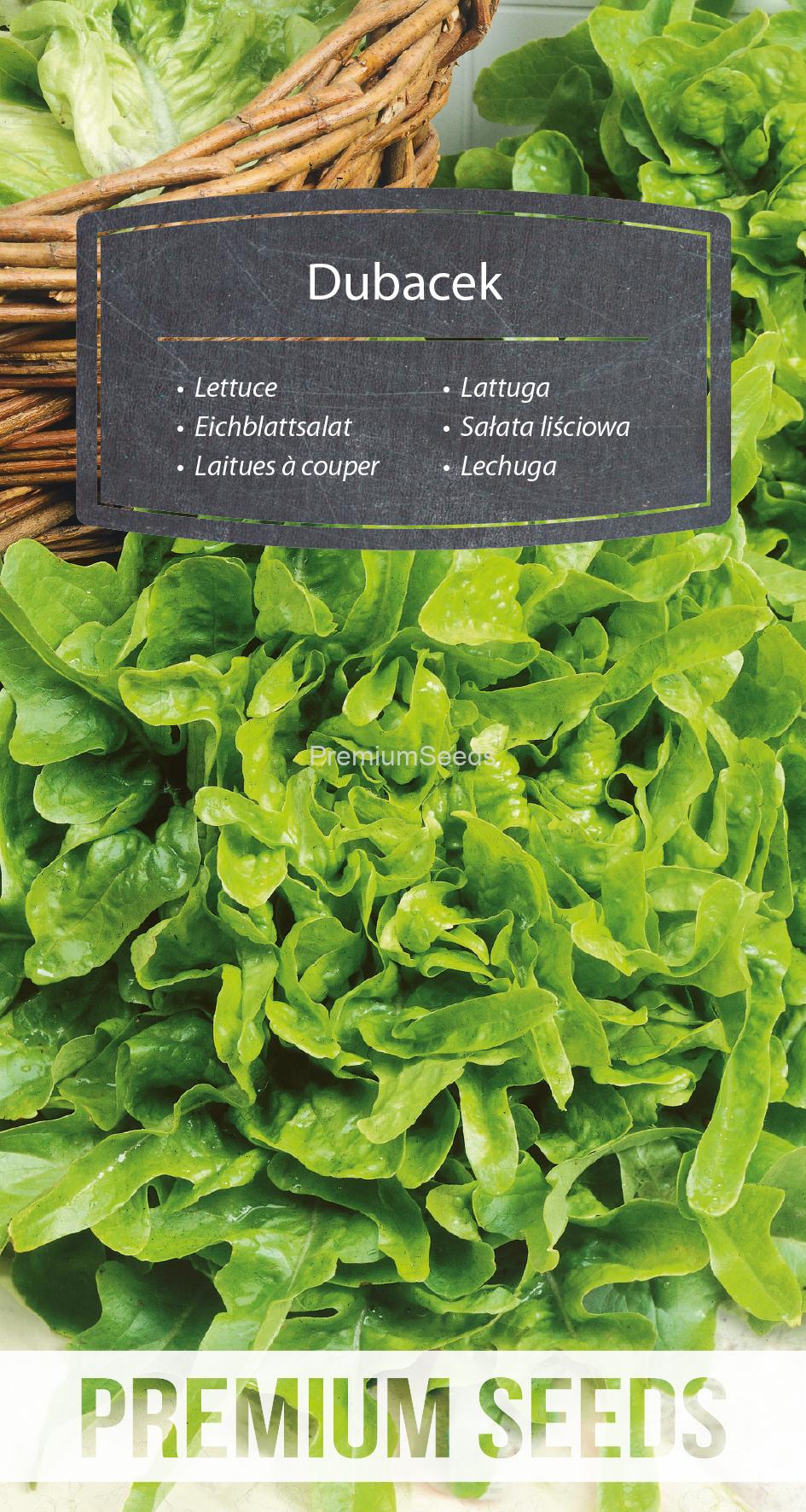 WORLD N 170 7537.indd Lettuce Dubacek - seeds