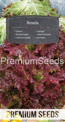 Lettuce Rosela - seeds