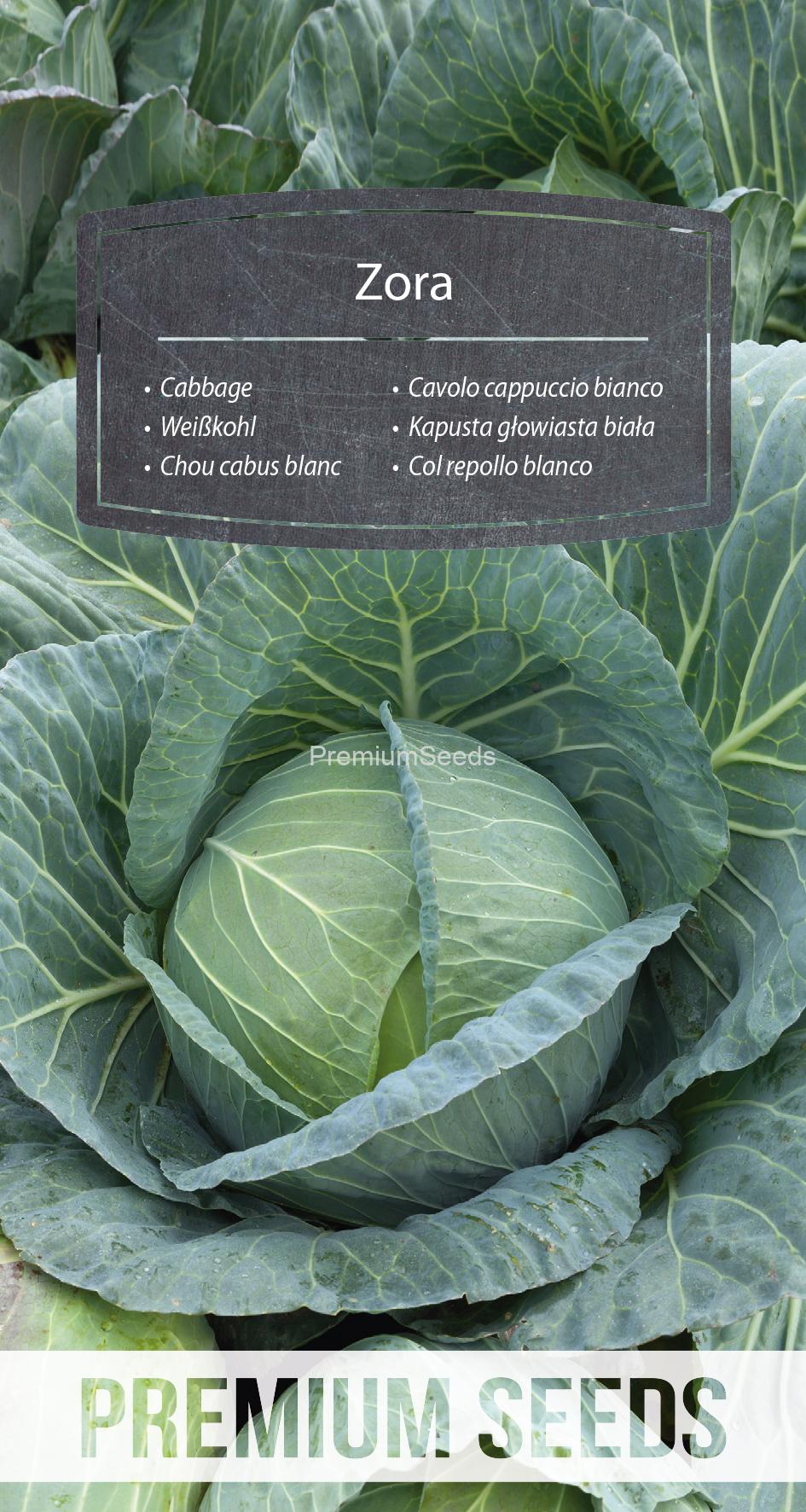 WORLD N 170 9822.indd Cabbage Zora - seeds