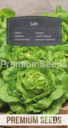 Lettuce Safir - seeds