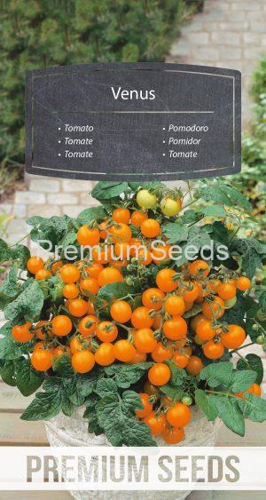 Tomato Venus - seeds