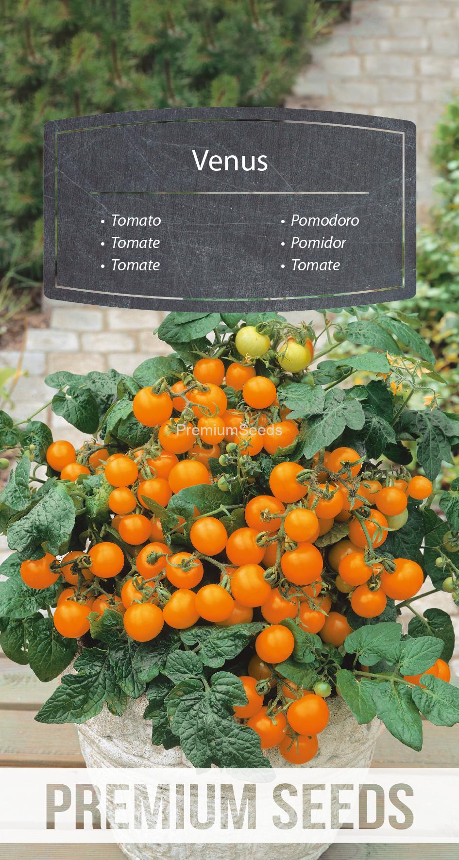 WORLD N 171 6255.indd Tomato Venus - seeds