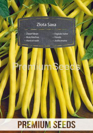 Dwarf Bean GOLDEN SAXA ("Złota Saxa") - seeds