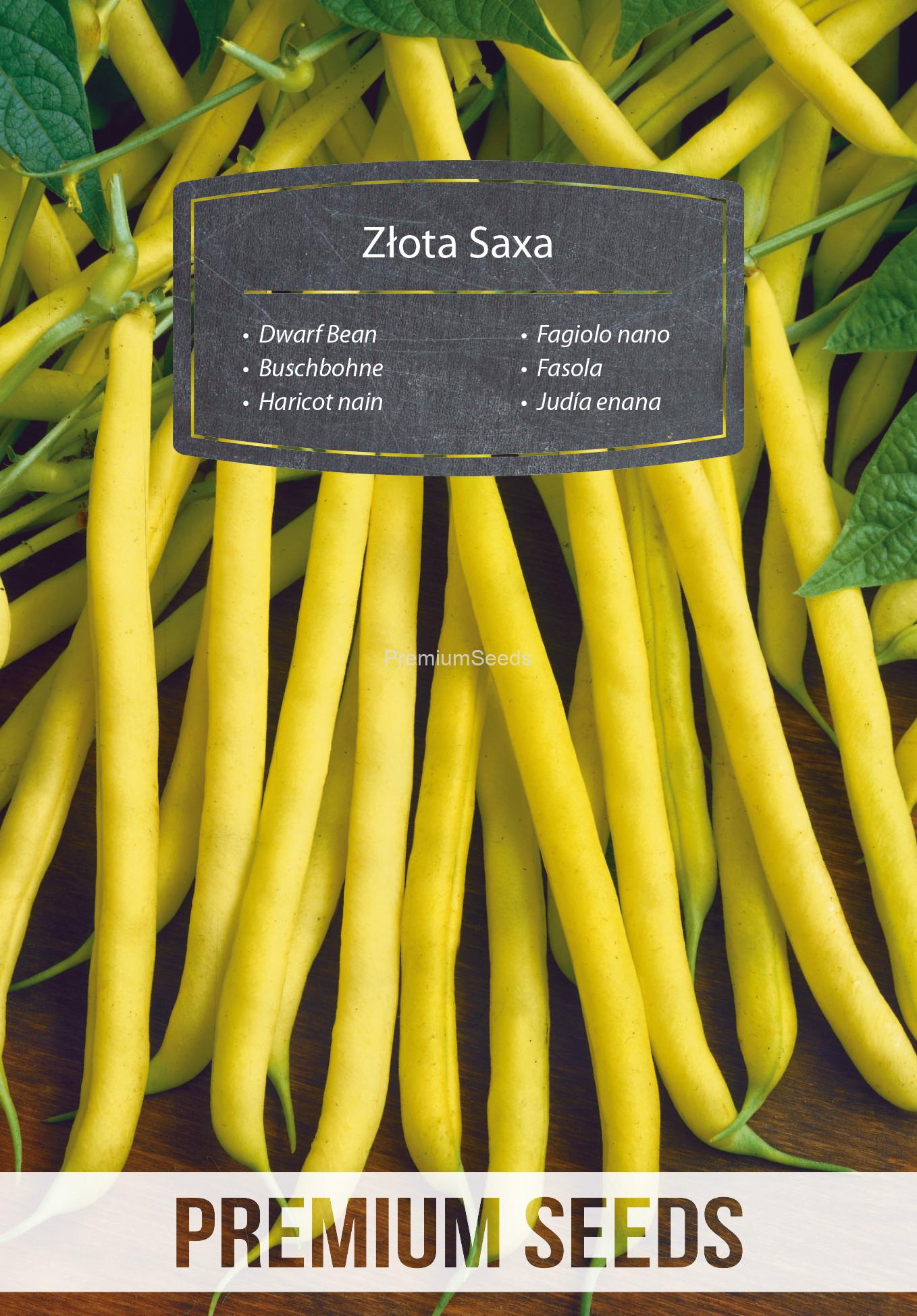 WORLD N 70 01 62.indd Dwarf Bean GOLDEN SAXA ("Złota Saxa") - seeds