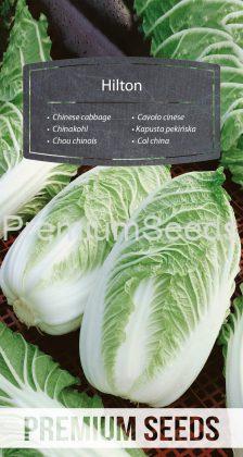Chinese cabbage Hilton - seeds
