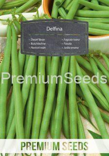 Dwarf Bean Delfina - seeds