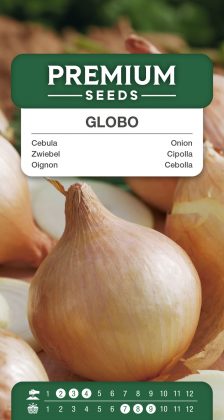 Onion Globo – seeds