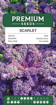 Kale Scarlet – seeds