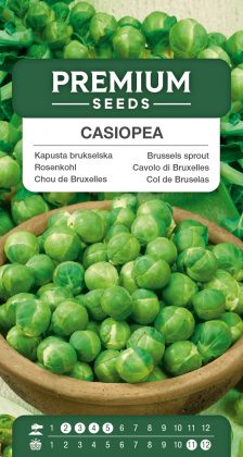 Brussels sprout Casiopea – seeds