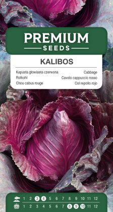Cabbage Kalibos – seeds