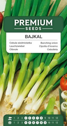 Bunching onion Bajkal – seeds