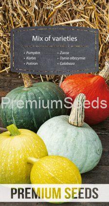 Pumpkin - mix of varieties - seeds