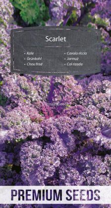 Chou frisé Scarlet - semences