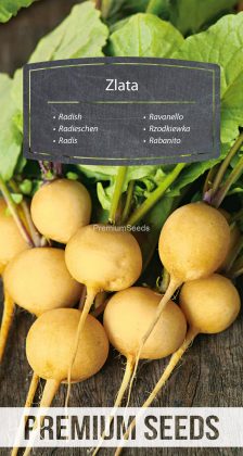 Rzodkiewka Zlata – nasiona