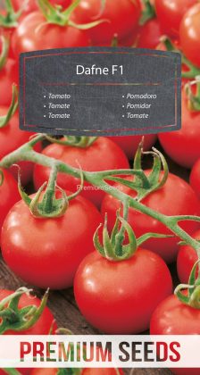 Pomidor Dafne F1 – nasiona
