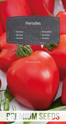 Pomidor wysoki Herodes – nasiona