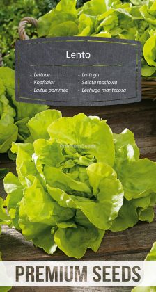 Laitue pommée Lento - semences